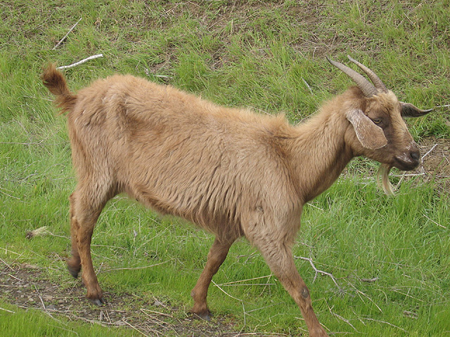 goat (2 c0).jpg